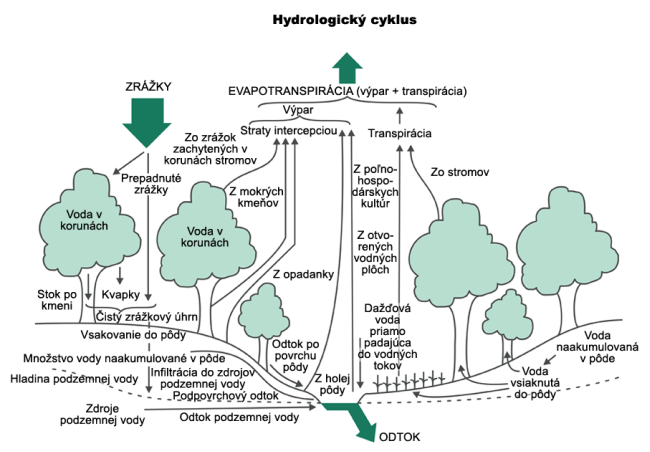 Hydrologický cyklu lesa Hydrologický cyklu lesa